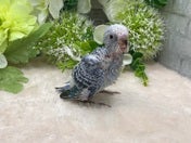 セキセイインコ ヒナ