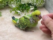 セキセイインコ ヒナ