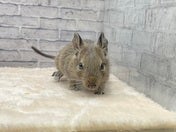 デグー