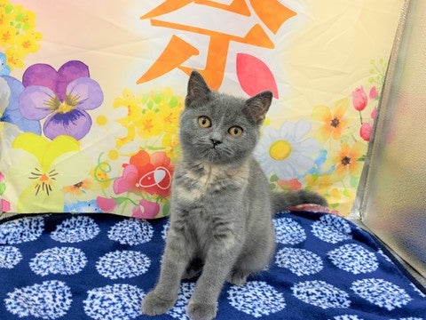 【2025/04/23撮影】ツンデレおてんばガールです💕