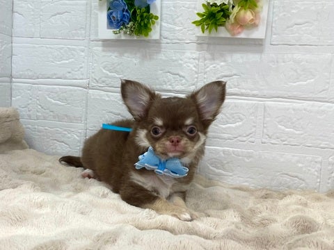 足立店だけ！ご来店ご契約で成長がわかるフォトカードプレゼント💕