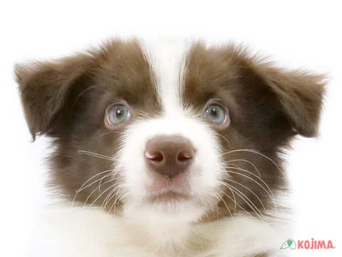 【2025/4/21撮影】聡明で、適度な警戒心があり、知的好奇心に溢れた犬種です♪