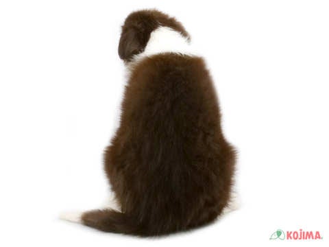 【2025/4/21撮影】全犬種の中で作業意欲はトップクラス！頭が良いんですよ♪