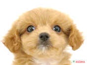 ハーフ犬（チワプー）