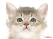 823949_ext_33_0_L.jpg
