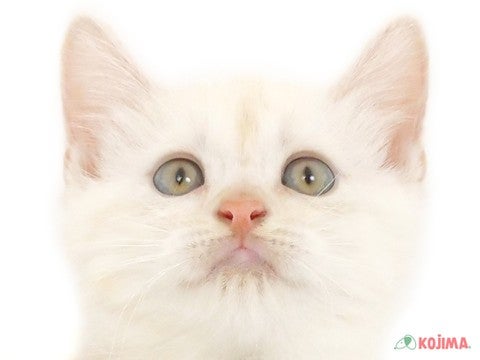 東京都のスコティッシュストレート (コジマ府中店/2025年2月22日生まれ/男の子/カメオタビー)の子猫