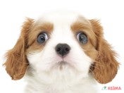 キャバリアキングチャールズスパニエル