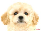 ハーフ犬（ビションプー）