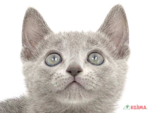 埼玉県のロシアンブルー (コジマ大宮店/2025年2月21日生まれ/男の子/ブルー)の子猫