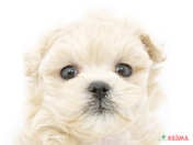 ハーフ犬（マルプー）
