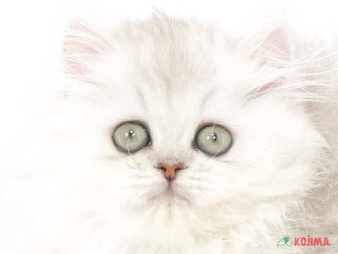 埼玉県のペルシャ (コジマ戸田公園店/2025年2月17日生まれ/女の子/チンチラシルバー)の子猫