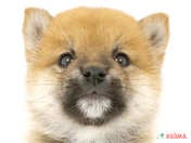 柴犬
