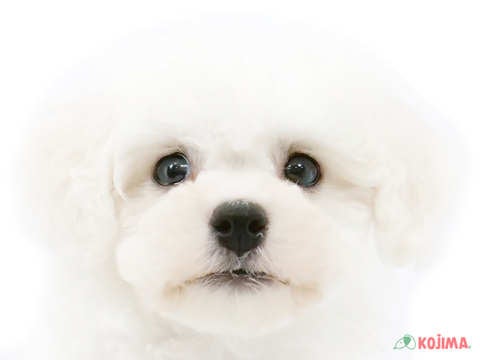 京都府のビションフリーゼ (コジマ京都店/2025年2月15日生まれ/男の子/ホワイト)の子犬
