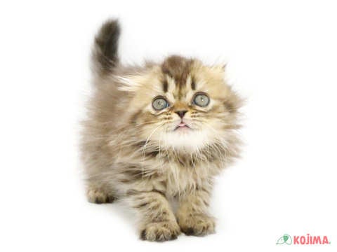 【2025/05/02撮影】穏やかで飼い主に従順な性格💕
