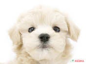 823733_ext_33_0_L.jpg