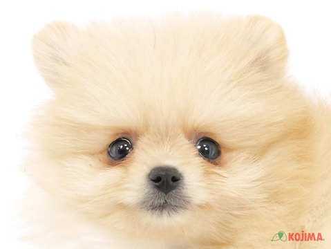神奈川県のポメラニアン (コジマ横浜青葉店/2025年2月15日生まれ/女の子/オレンジ)の子犬