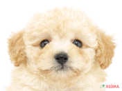 ハーフ犬（ビションプー）