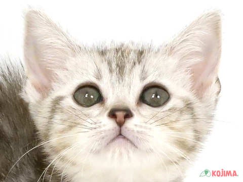 🐱気になったらまずはお電話ください！！☎