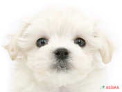 823732_ext_33_0_L.jpg