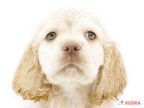 東京都のアメリカンコッカースパニエル (コジマ練馬店/2025年2月22日生まれ/男の子/バフ)の子犬