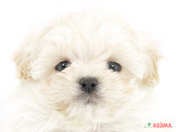 ハーフ犬（マルプー）