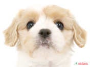 ハーフ犬（キャバチーズ）