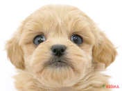 ハーフ犬（ペキプー）