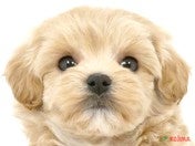 ハーフ犬（マルプー）