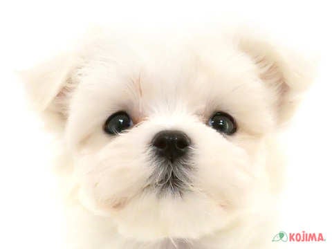 東京都のマルチーズ (コジマ両国店/2025年2月21日生まれ/男の子/ホワイト)の子犬