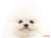 824055_ext_33_0_L.jpg