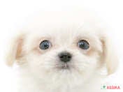ハーフ犬（チワリーゼ）