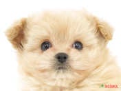 ハーフ犬（ポメプー）