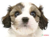 ハーフ犬（キャバビション）