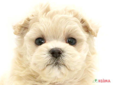 神奈川県のマルプー(マルチーズ×プードル) (コジマニトリモール相模原店/2025年2月21日生まれ/男の子/アプリコット)の子犬