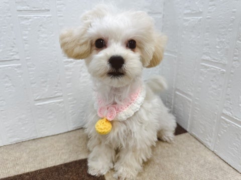 【2025/4/24撮影】カットが必要な犬種です✂月に一回はtトリミングに行ってあげてください🎵
