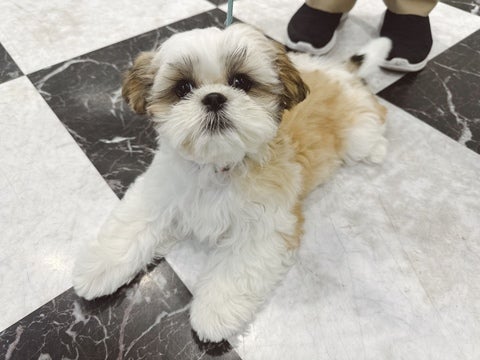 【2025/4/24撮影 】赤ちゃんらしいパワフルさです🎀大きくなるとおとなしくなる子が多いので、この時期は貴重🤍