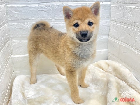 2025/04/24　撮影　遊ぶの大好きかまってちゃん💖