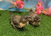 ブンチョウ ヒナ (サクラ)