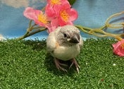 ブンチョウ ヒナ (シルバー)