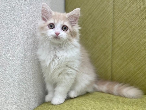 【2025/04/24撮影】遊ぶの大好きな甘えん坊💞🐱