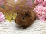 巻き毛モルモット