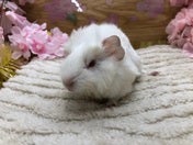 巻き毛モルモット