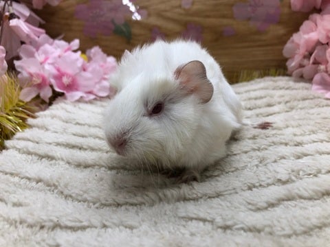 【4月24日撮影】ちょっと眠いかも🥱