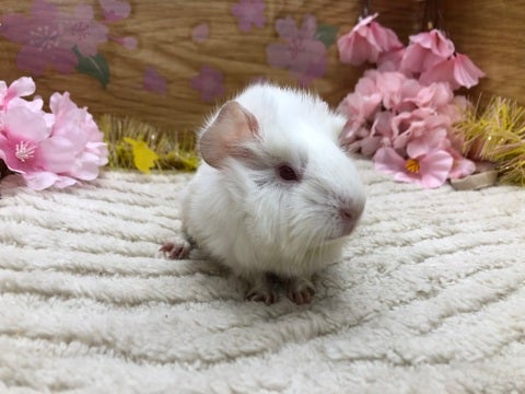 【4月24日撮影】