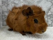 巻き毛モルモット