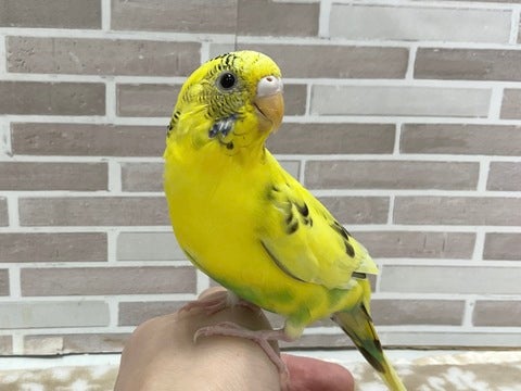 シャキッと！