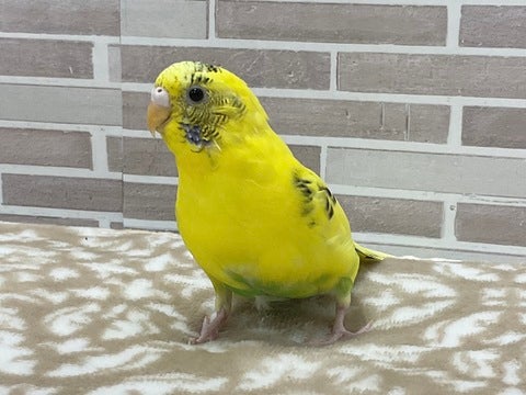 元気いっぱいです❣️