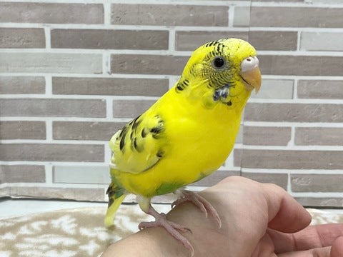 4/24撮影