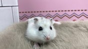パールドワーフハムスター