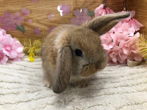 【4月24日撮影】可愛いお顔です😍